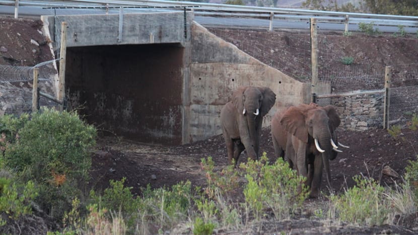 Wildtierkorridor in der Lewa Wildlife Conservancy.