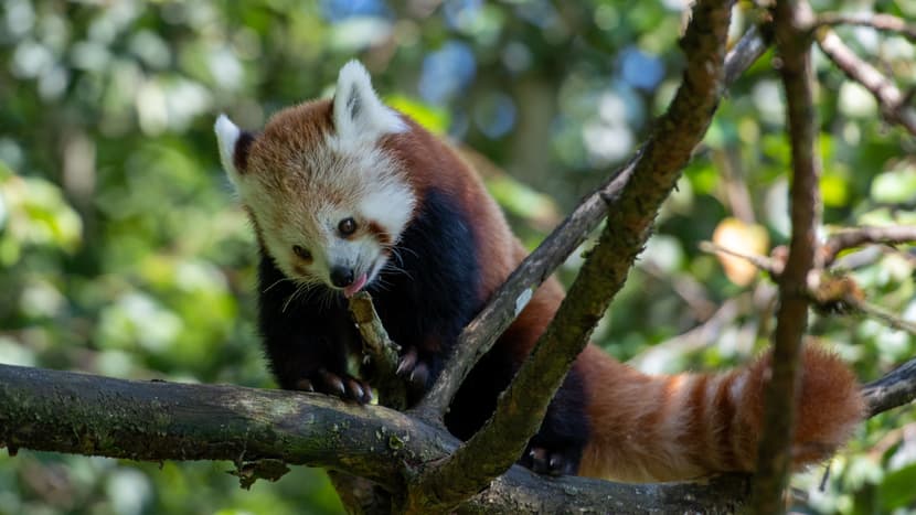 Kleiner Panda Siddhi zum ersten Mal in der Anlage.