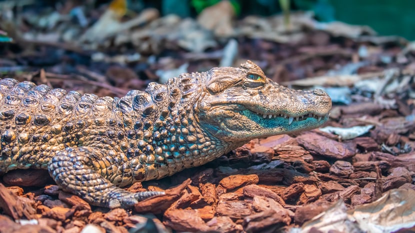 Breitschnauzenkaiman im Exotarium des Zoo Zürich.