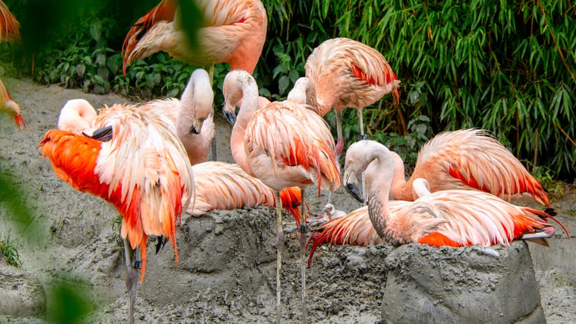 Flamingo-Küken umringt von der Kolonie. 