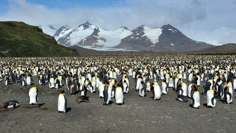 Naturschutzprojekt Antarctic Research Pinguin