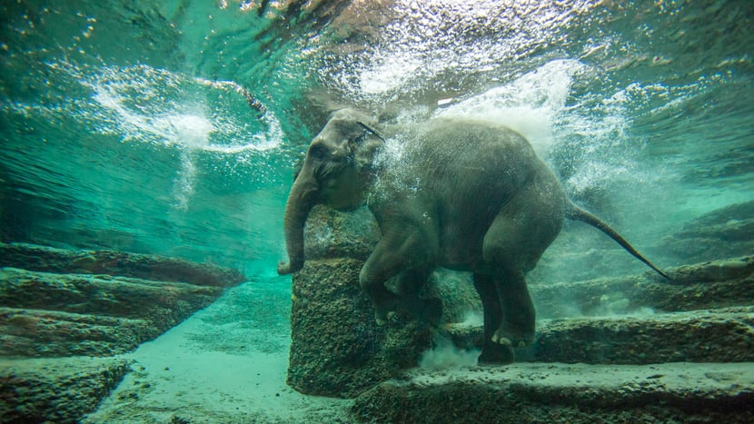 Foto: Zoo Zürich, Enzo Franchini Asiatischer Elefant Farha beim Schwimmen im Kaeng Krachan Elefantenpark.