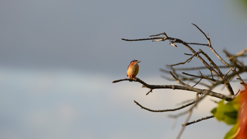 Eisvogel im Masoala Nationalpark in Madagaskar.