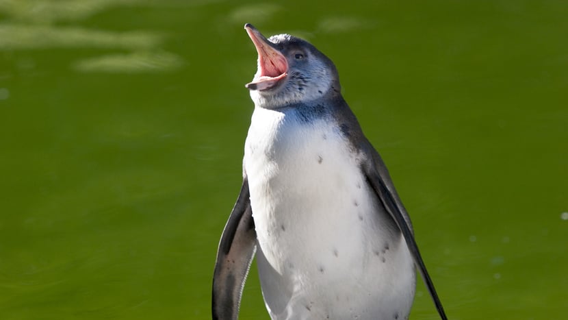 Humboldtpinguin im Zoo Zürich.
