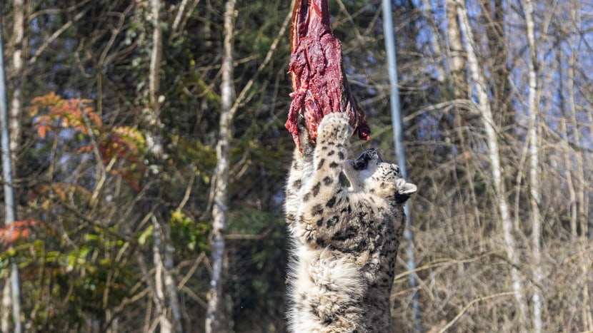 Female snow leopard Saida at the aearial rope feeder in Panthera at Zoo Zurich.