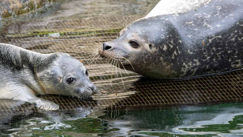 Foto: Zoo Zürich, Enzo Franchini Seehund-Jungtier vom 28. Juni 2023 im Zoo Zürich