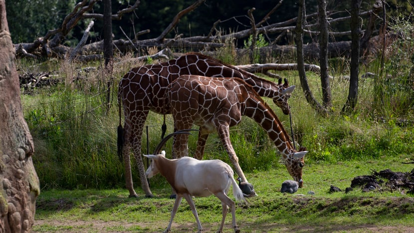 Foto: Zoo Zürich, Peter Bolliger Säbelantilope und Netzgiraffen in der Lewa Savanne des Zoo Zürich.