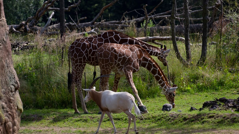 Säbelantilope und Netzgiraffen in der Lewa Savanne des Zoo Zürich.