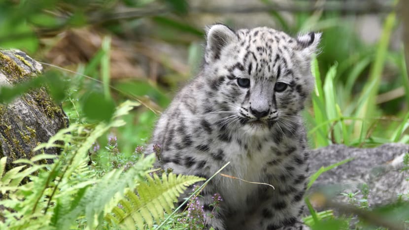 Schneeleoparden-Jungtier Warjun im Zoo Zürich.