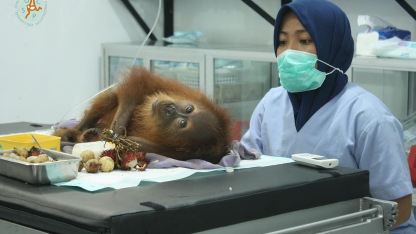 Foto: PanEco, Arista Orang-Utan