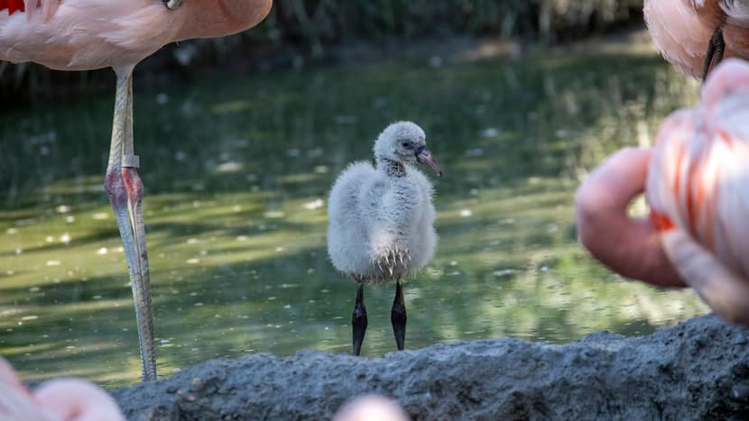 Junger Chile-Flamingo im Pantanal des Zoo Zürich.