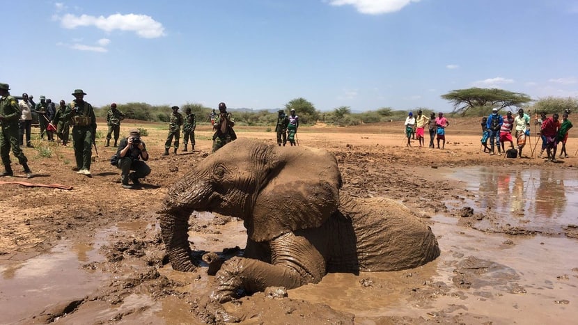 Foto: Northern Rangelands Trust Elefantenrettung