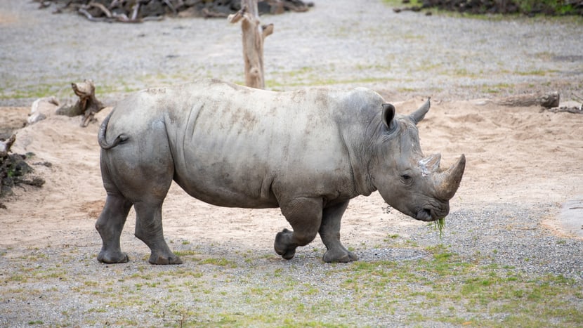 Breitmaulnashornbulle Kimba auf dem Winterplatz der Lewa Savanne.