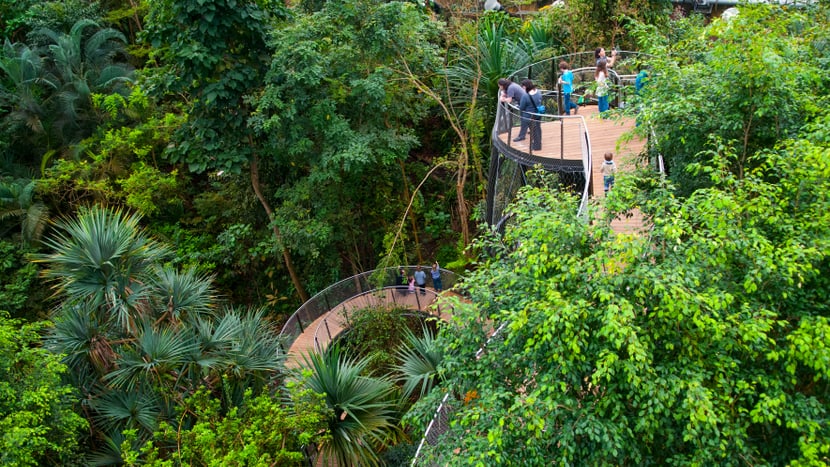 Foto: Zoo Zürich, Corinne Invernizzi Baumkronen-Weg im Masoala Regenwald.