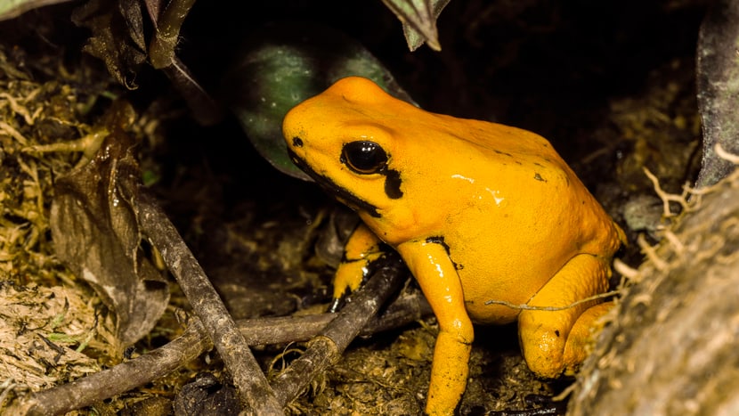Foto: Zoo Zürich, Enzo Franchini Ausgewachsener Goldener Pfeilgiftfrosch (Phyllobates terribilis).
