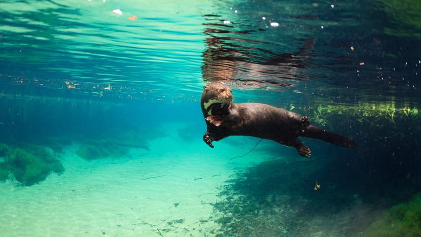 Spendenobjekt Pantanal Voliere Unterwasser-Einblick Riesenotter