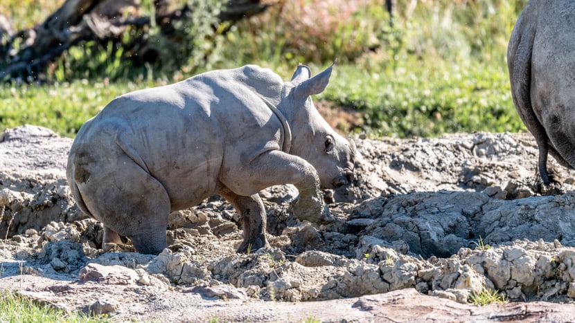 Foto: Zoo Zürich, Marco Schaffner Nashornkalb Ushindi beim ersten Ausflug in die Savanne.