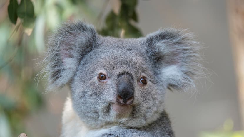 Koala-Weibchen Téa
