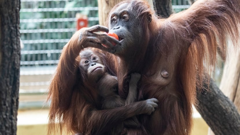 Sumatra-Orang-Utan Cahaya mit Jungtieren Riang und Utu im Zoo Zürich.