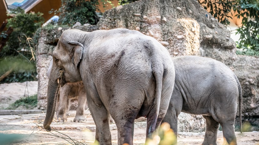 Foto: Zoo Zürich, Marco Schaffner Asiatischer Elefant Farha im Kaeng Krachan Elefantenpark des Zoo Zürich.