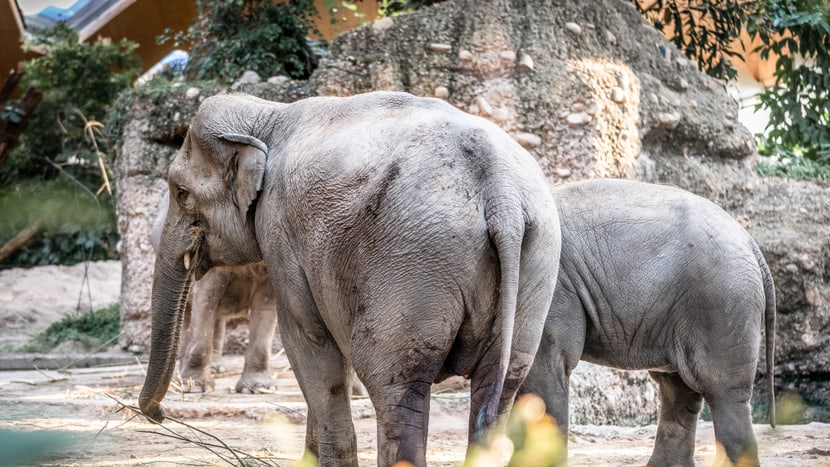 Asiatischer Elefant Farha im Kaeng Krachan Elefantenpark des Zoo Zürich.