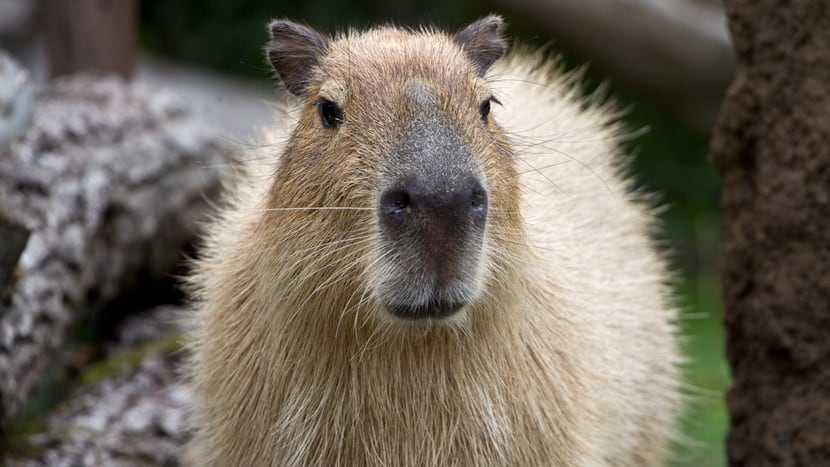 Foto: Zoo Zürich, Enzo Franchini Capybara im Pantanal des Zoo Zürich.