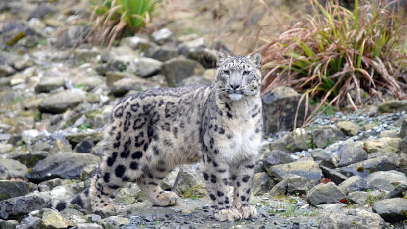 Schneeleopardenweibchen Saida im Zoo Zürich.