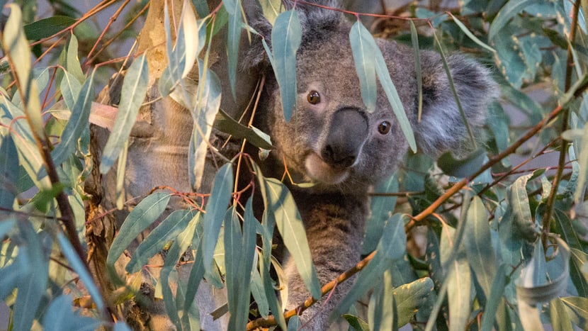 Koala Mikey im Australienhaus im Zoo Zürich.