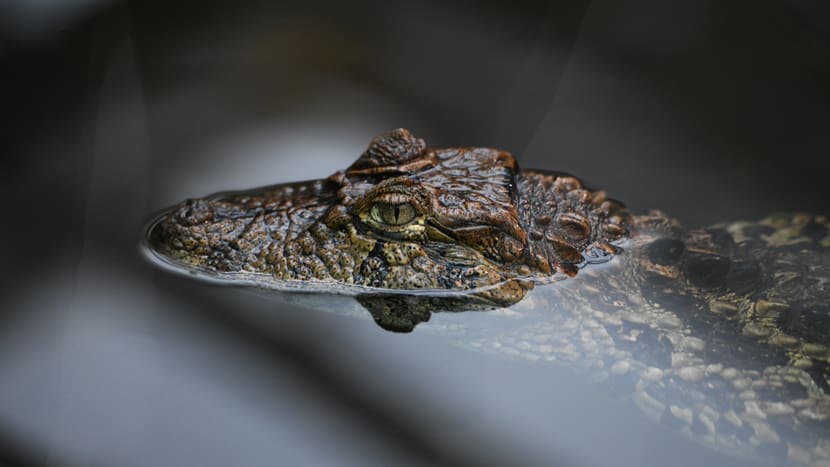 Breitschnauzenkaiman im Zoo Zürich.