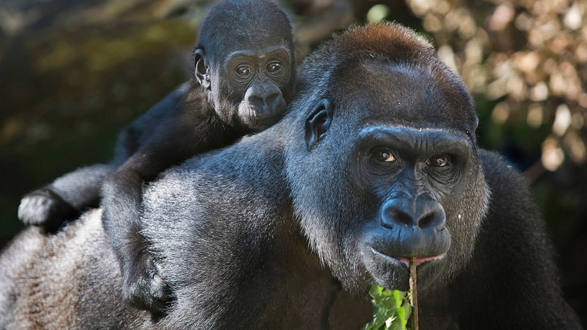 Westliche Flachlandgorillas im Zoo Zürich.