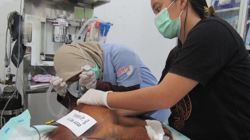 Foto: PanEco, Citrakasih Nente Orang-Utan