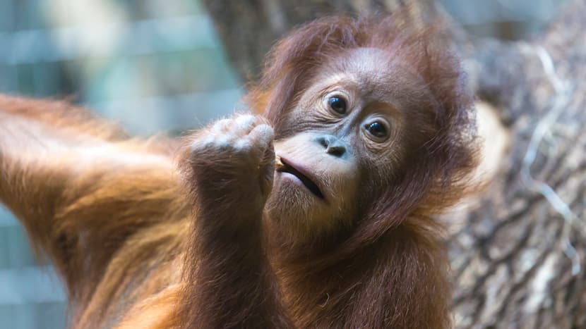 Sumatra-Orang-Utan Mimpi im Zoo Zürich.