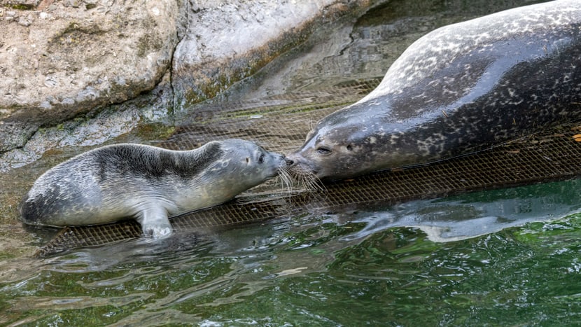 Foto: Zoo Zürich, Enzo Franchini Seehund-Jungtier vom 28. Juni 2023 im Zoo Zürich