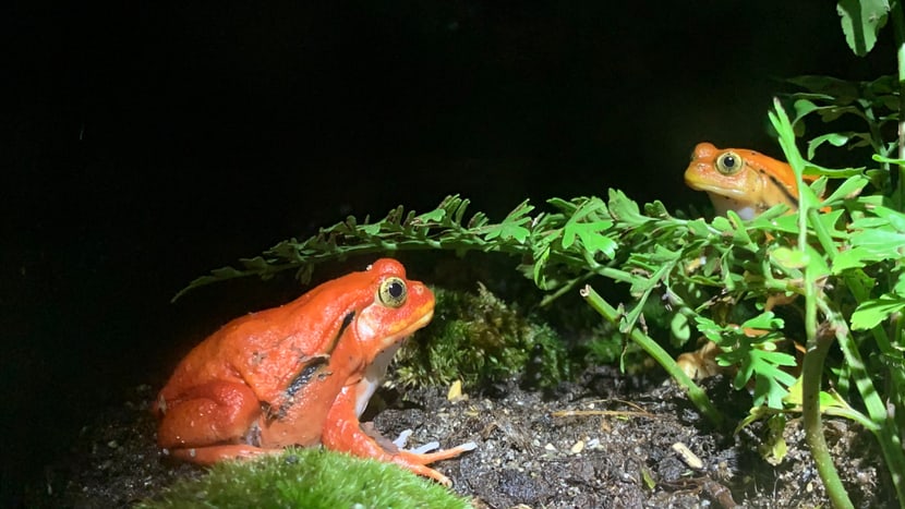 Tomatenfrosch Balz Zoo Zürich