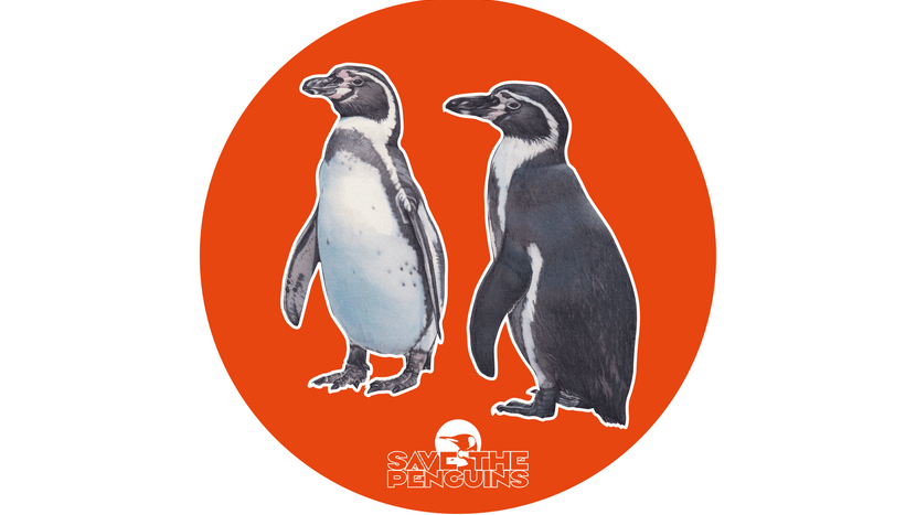 Scan-Grafik Humboldtpinguin für die App "Save the Penguins"