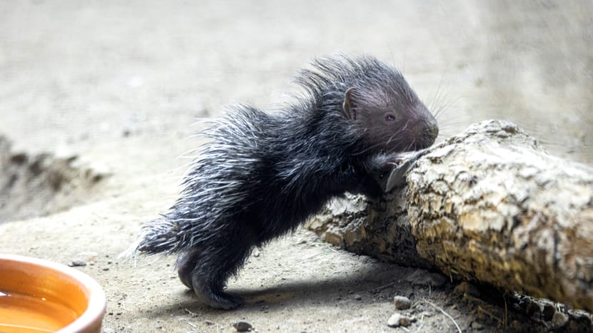 Stachelschwein Jungtier im Zoo Zürich.