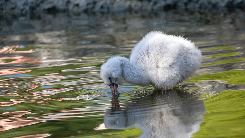 Foto: Zoo Zürich, Enzo Franchini Junger Chile-Flamingo im Pantanal des Zoo Zürich.