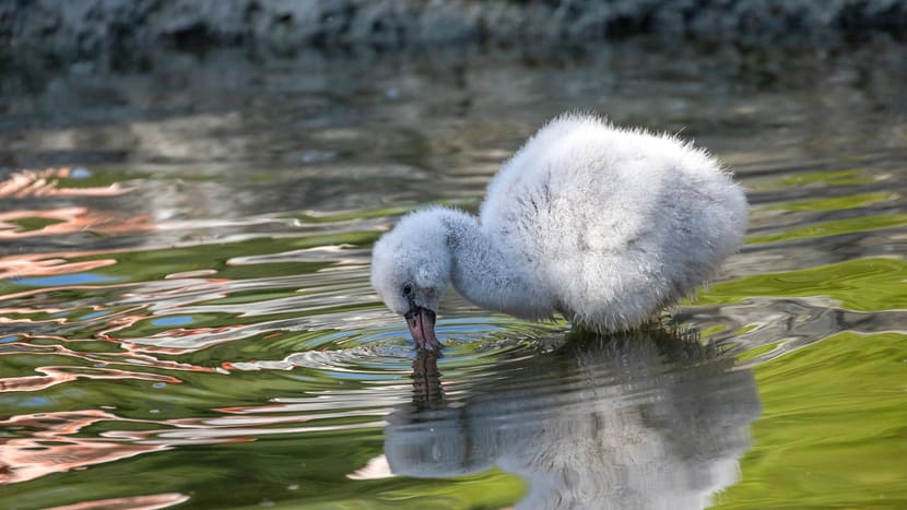 Junger Chile-Flamingo im Pantanal des Zoo Zürich.