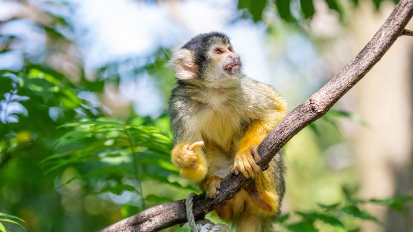 Foto: Zoo Zürich, Albert Schmidmeister Totenkopfäffchen im Pantanal des Zoo Zürich.