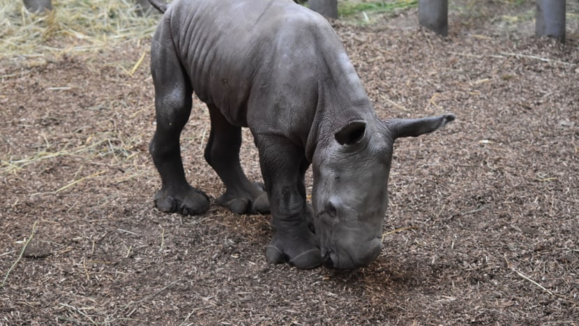 Breitmaulnashorn Ushindi im Zoo Zürich.