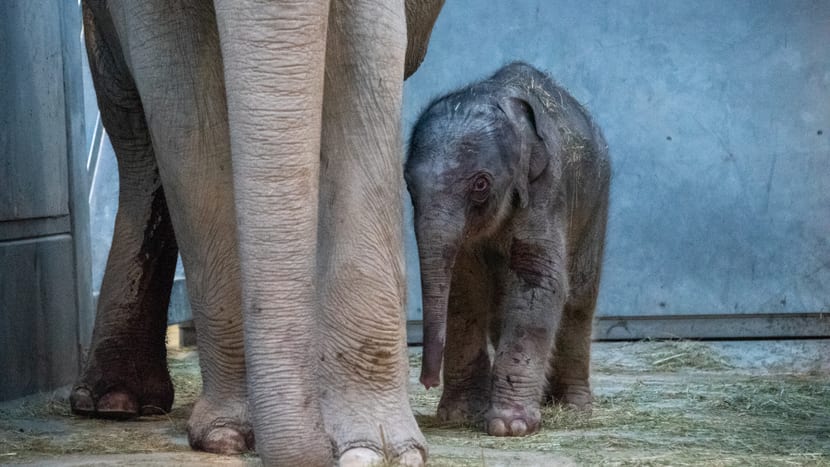Elefanten mit neugeborenem Jungtier im Kaeng Krachan Elefantenpark im Zoo Zürich. 