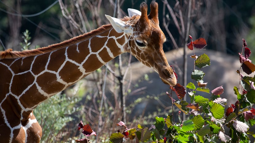 Netzgiraffe Irma in der Lewa Savanne des Zoo Zürich.
