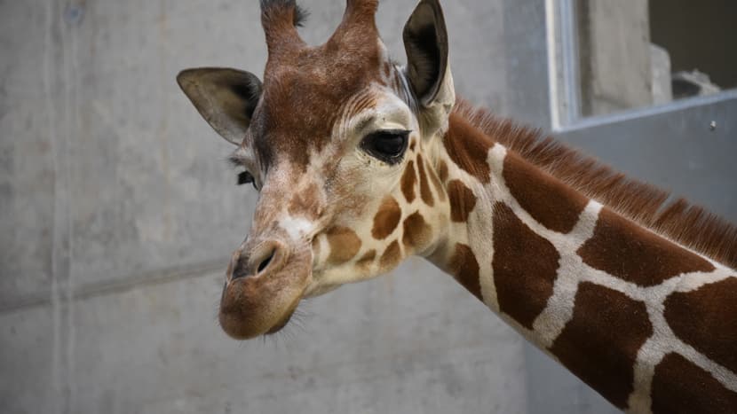 Foto: Zoo Zürich, Cordula Galeffi Netzgiraffe in der Quarantäne im Zoo Zürich.