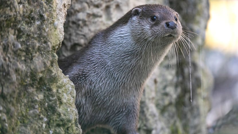 Europäischer Fischotter Tom im Zoo Zürich.