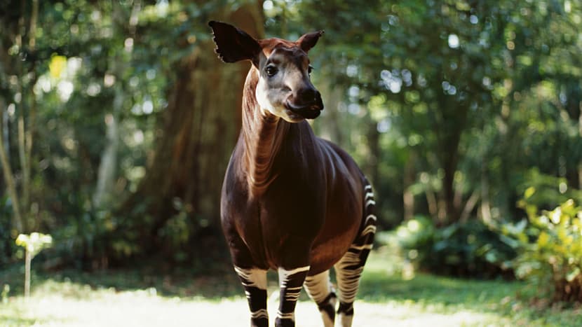 Eine der neuen Tierarten im Kongo: das Okapi.