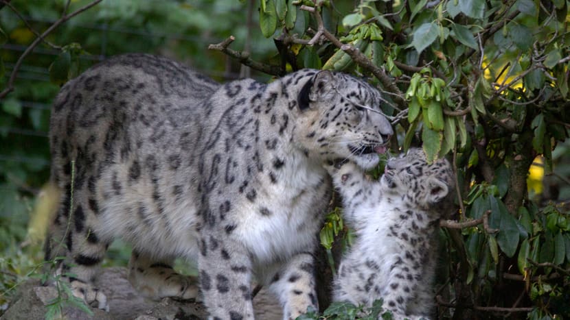 Foto: Zoo Zürich, Peter Bolliger Das Schneeleoparden-Weibchen Saida mit ihrer Tochter Wajra am Spielen im Zoo Zürich.