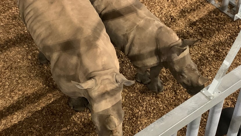 Breitmaulnashörner in der Quarantäne im Zoo Zürich.