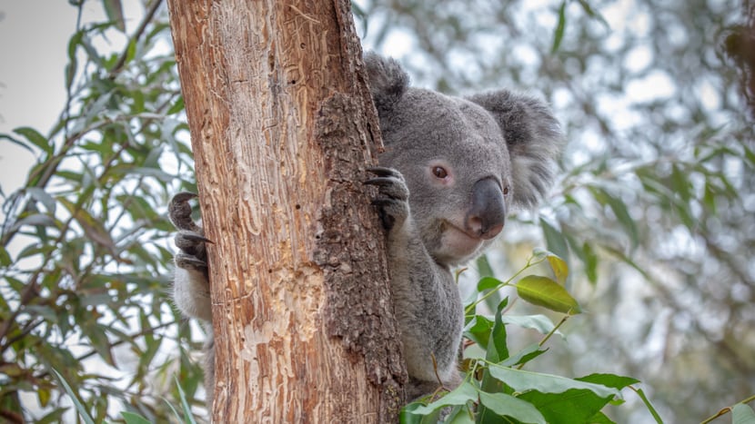 Koala Milo in der Australienaussenanlage im Zoo Zürich.