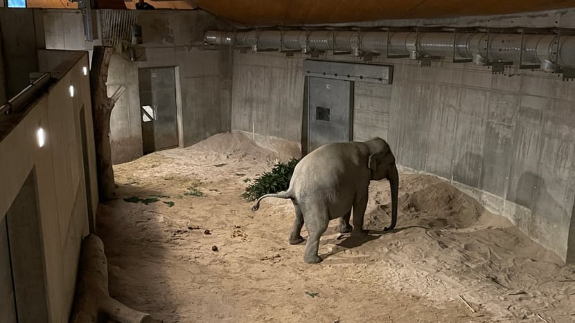 Asiatischer Elefant Farha bei einer Wehe im Managementbereich des Kaeng Krachan Elefantenparks im Zoo Zürich.