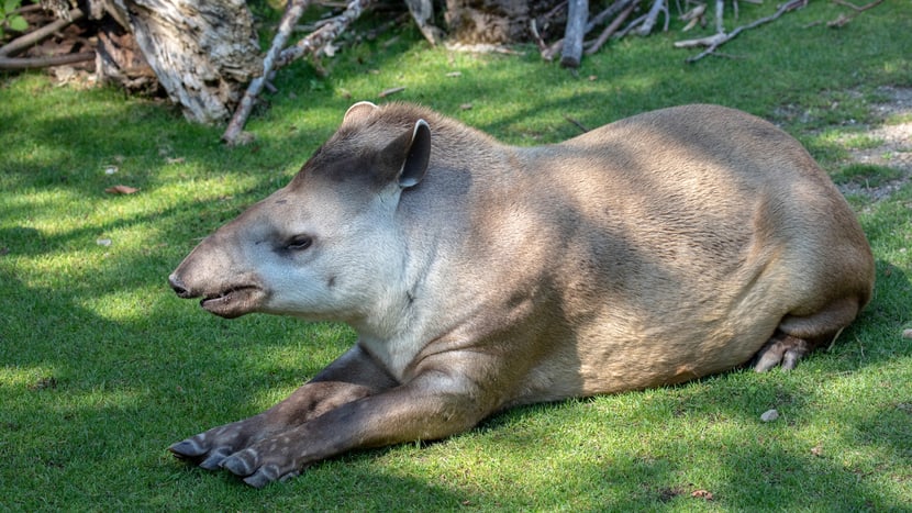 Symbolbild eines Tapirs zur Illustration des Spendenobjekts.